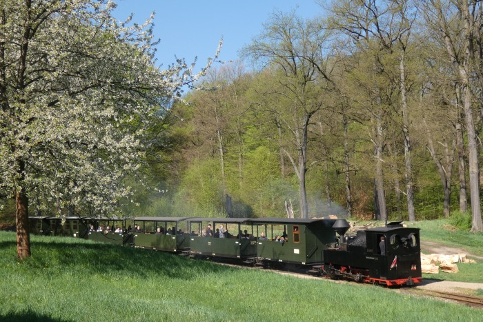 99&nbsp;3317&nbsp;Tv kommt mit erstem Zug aus Weißwasser bergab gerollt, in den Kurven an der Obstbaumwiese am Waldrand oberhalb von Bad Muskau, um 10:44h am 20.04.2025