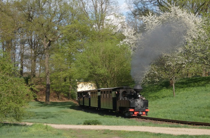 99&nbsp;3317&nbsp; mit Zug nach Weißwasser in der Kurve an der Obstbaumwiese hinter Bad Muskau, aber hier nun wieder von Waldseite aus fotografiert, um 16:49h am 20.04.2025