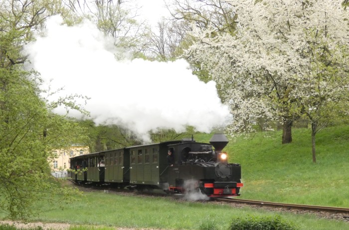 99&nbsp;3317 mit Zug von Bad Muskau nach Weißwasser, in der Steigung am Waldrand in den Kurven hinter Bad Muskau, um 16:55h am 19.04.2025